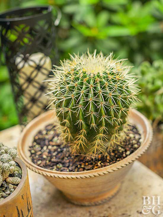 small potted cactus on table