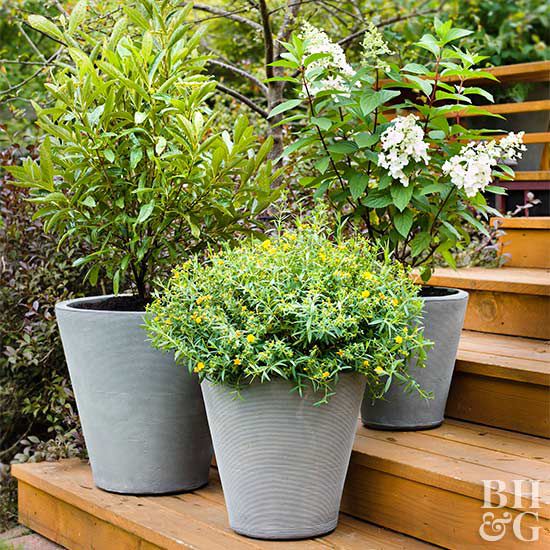 containers in shrubs on steps