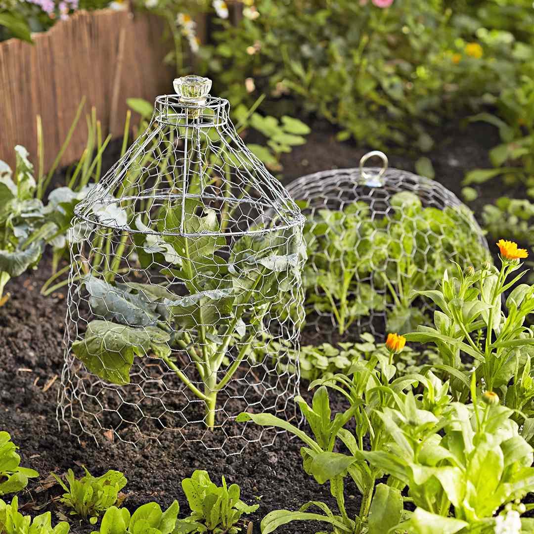 plants covered with chicken wire cloches
