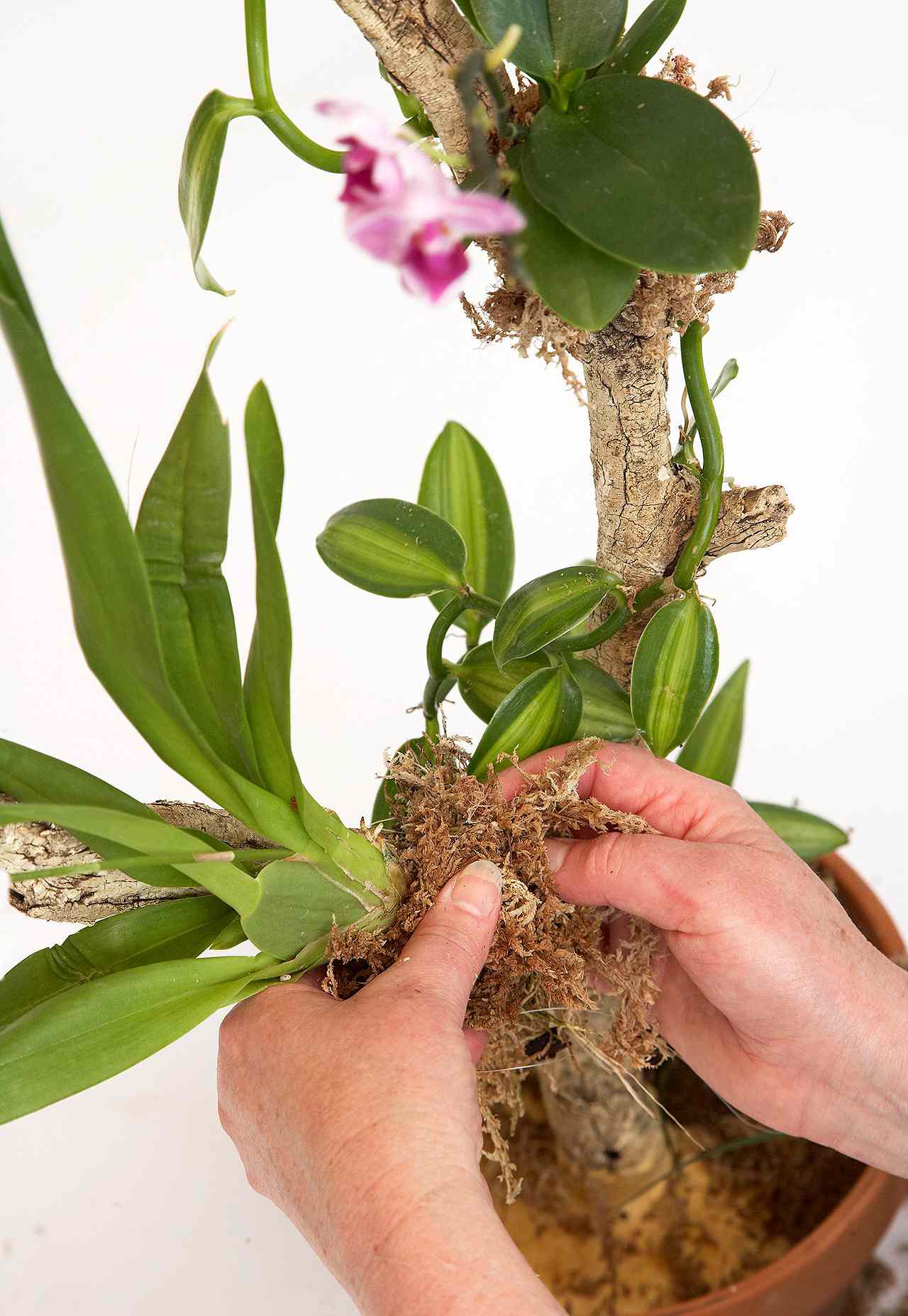 raíces de orquídeas circundantes con musgo de turba sphagnum