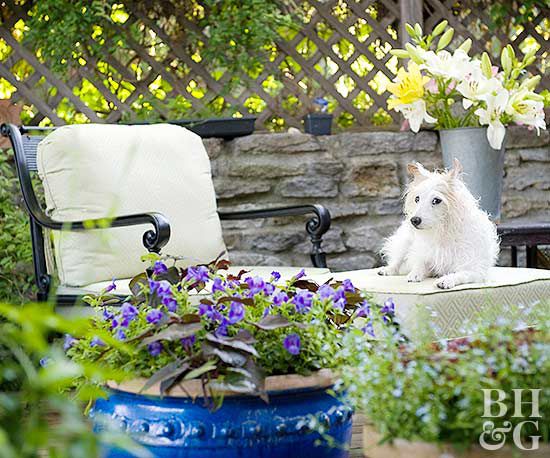 dog sitting on outdoor chair