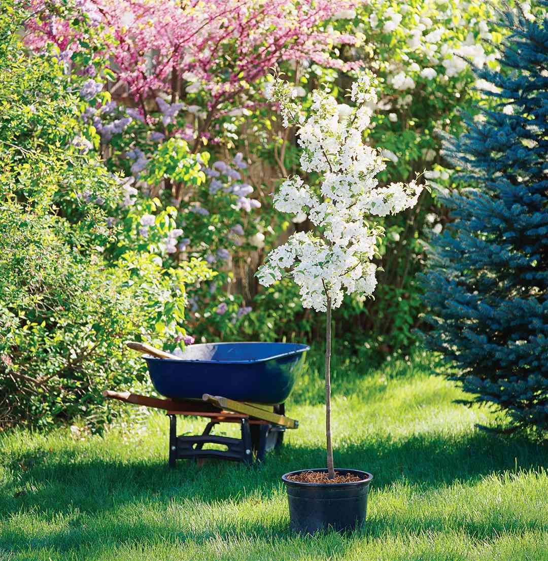 The Proper Way To Plant A Tree Better Homes Gardens
