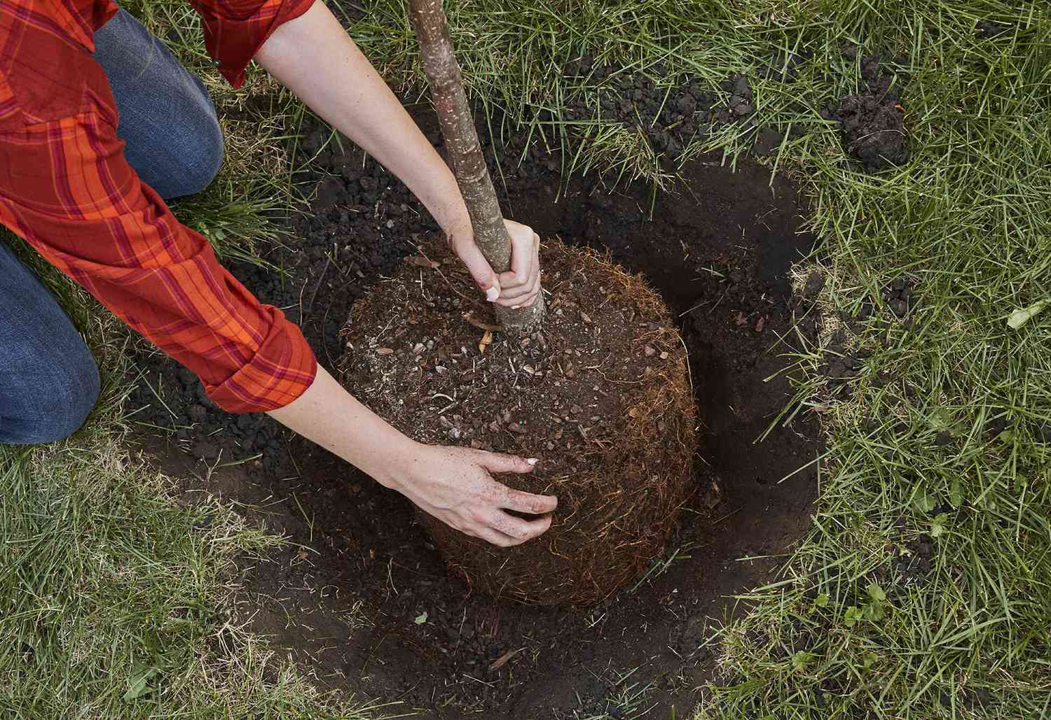 woman centering tree root ball in hole