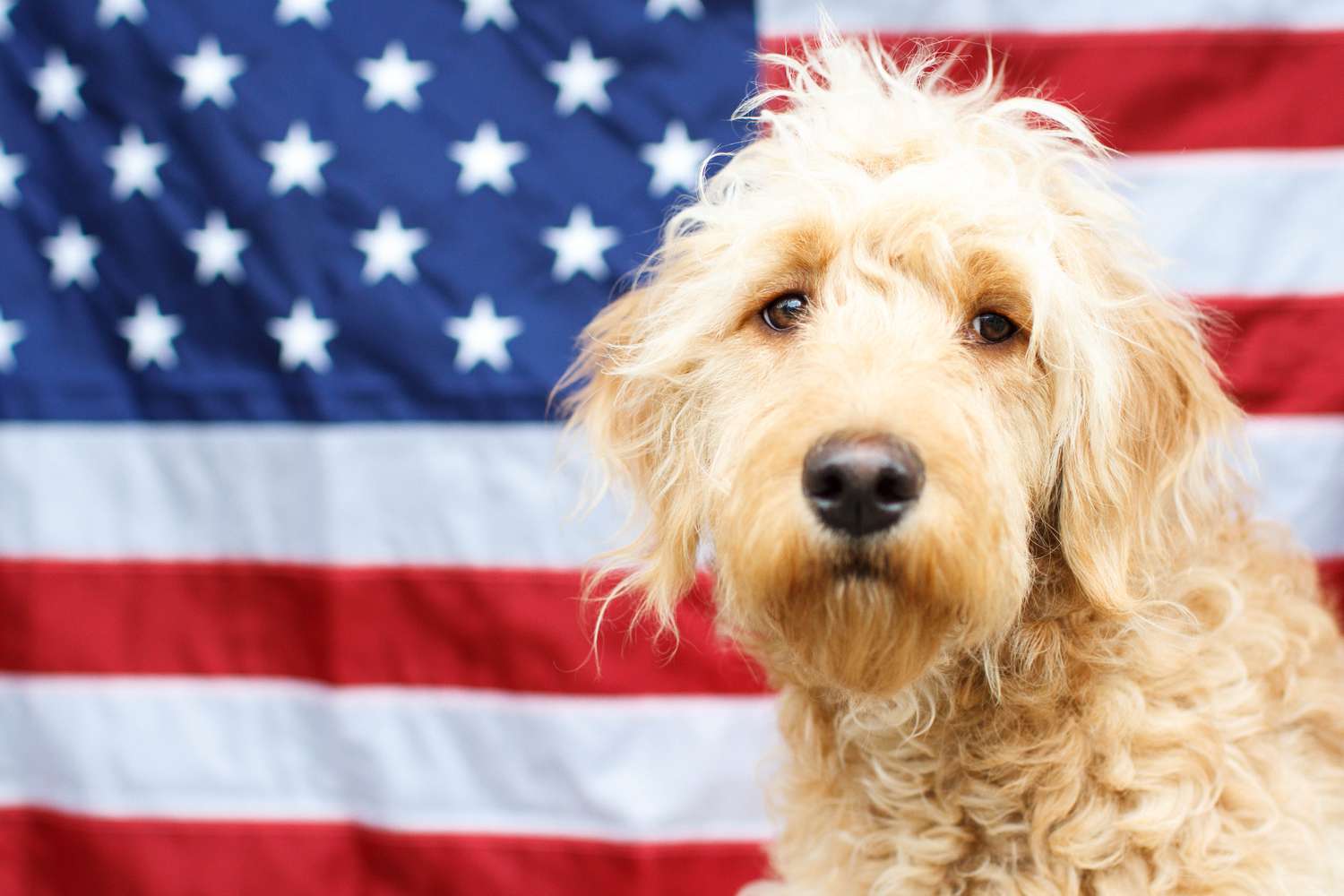 Dog and American Flag
