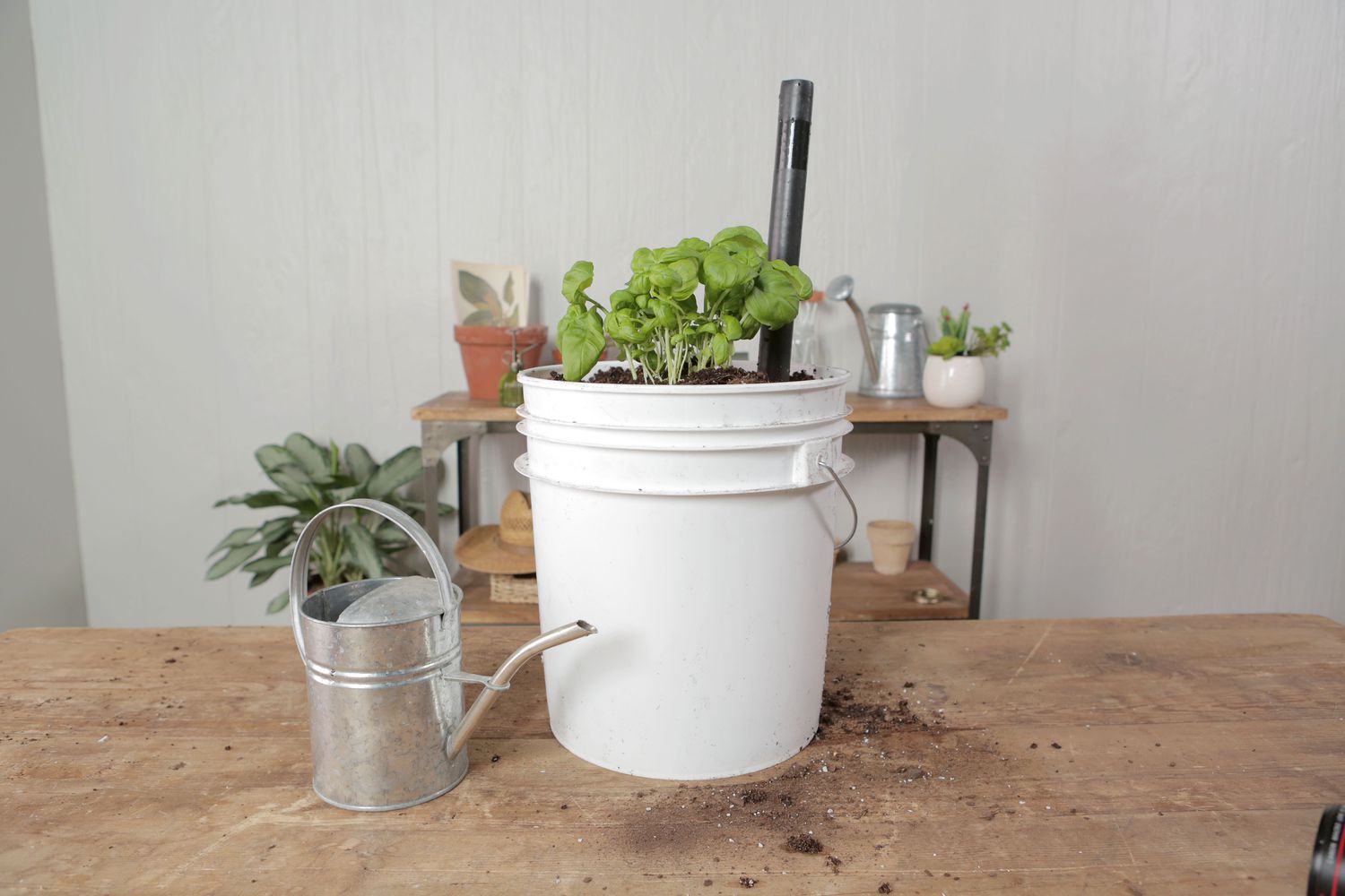 white bucket with plant