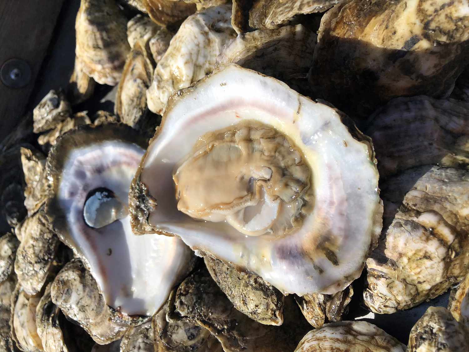 Open oyster on top of oyster pile