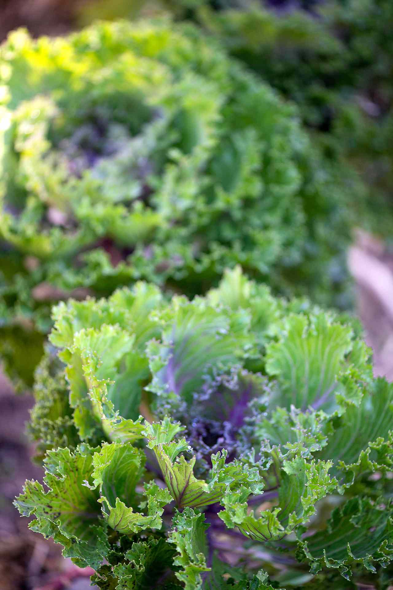kale detail in garden