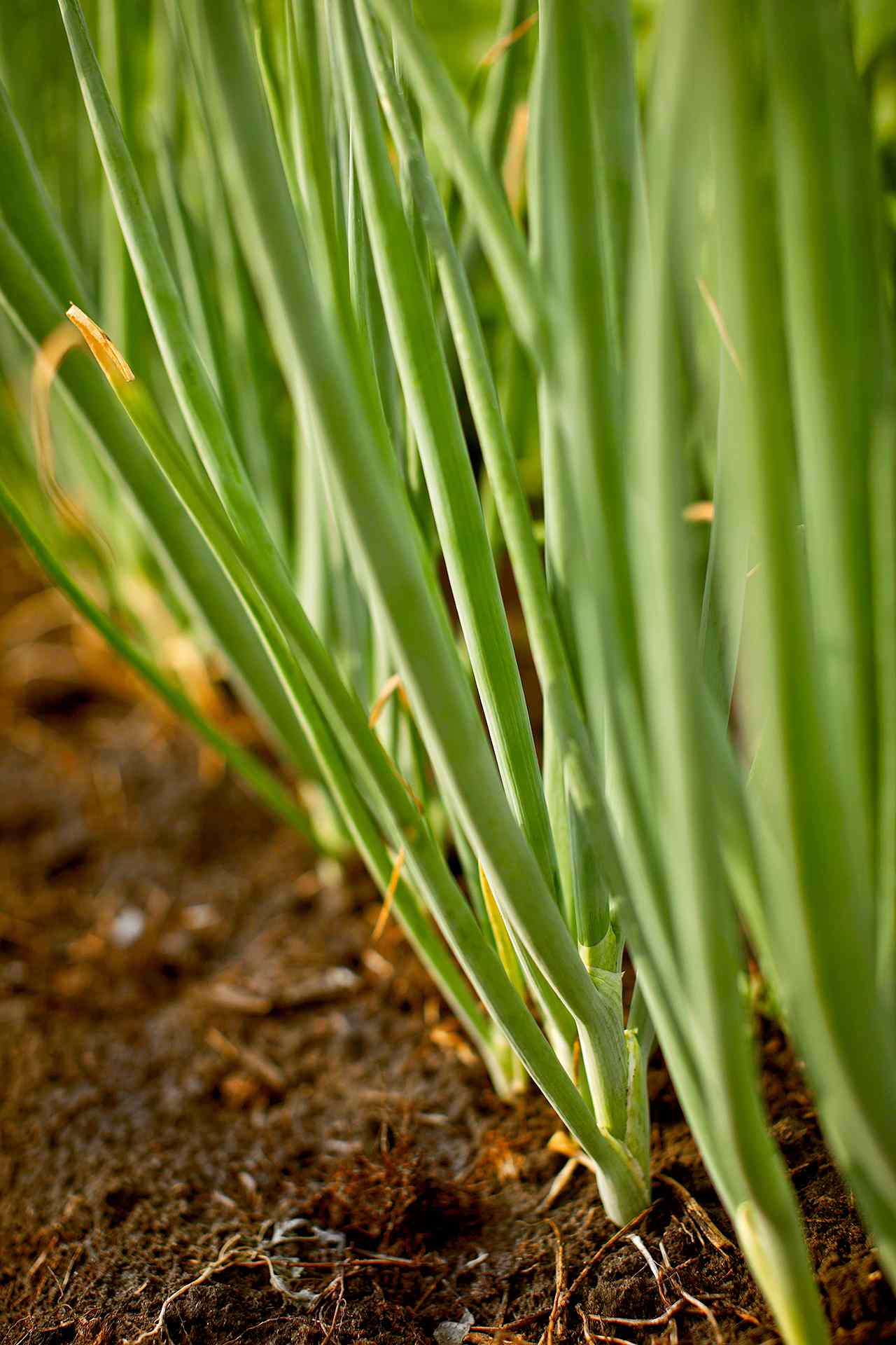 onion plant growing in row