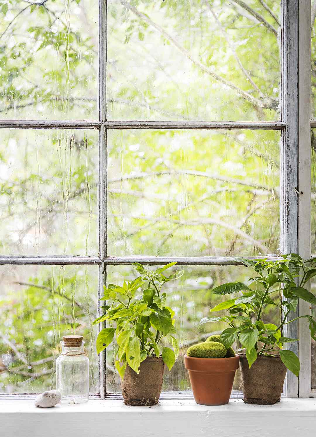 antiques window frame in greenhouse