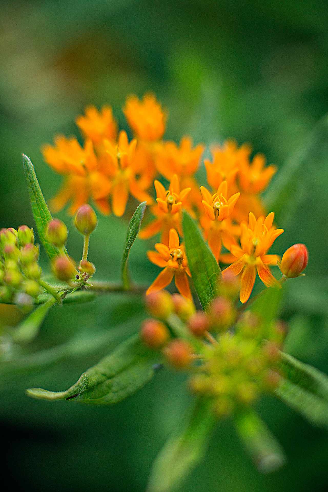 detail shot of butterfly weed flowers