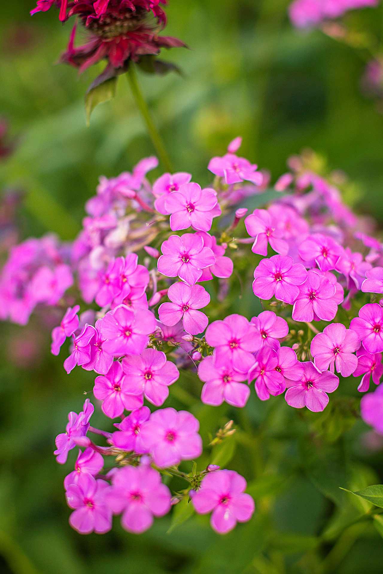 close-up of pink phlox cluster blooms