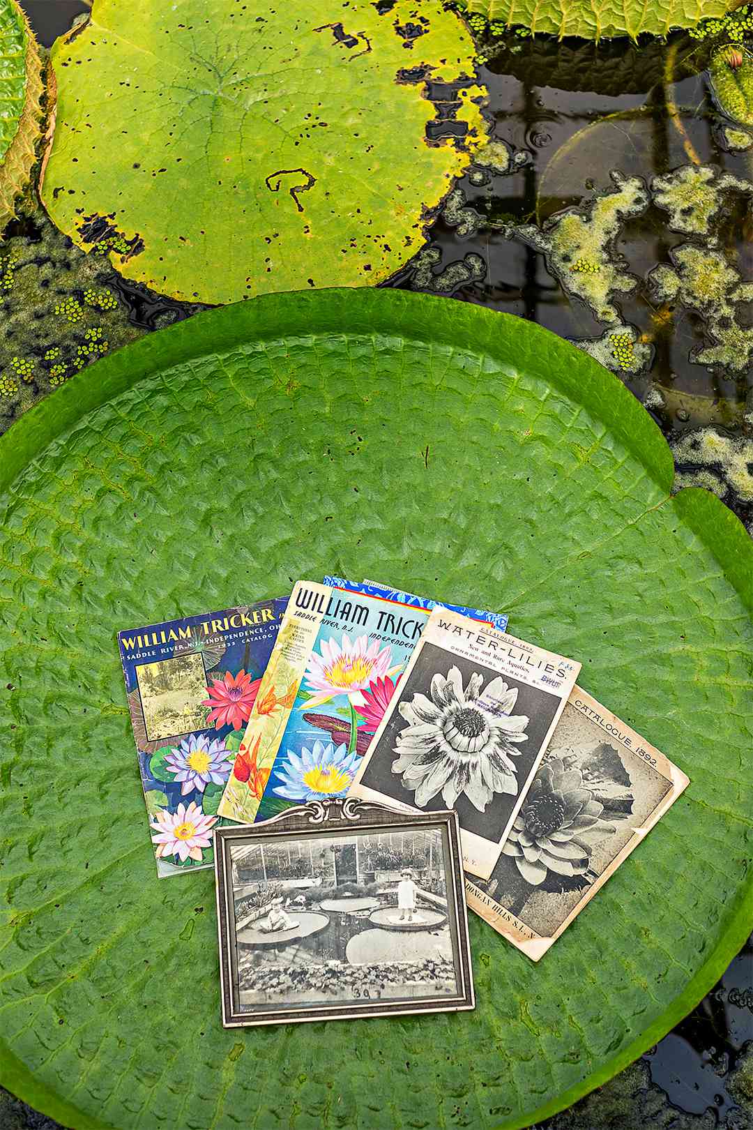floral catalogues and photograph on water lily pad