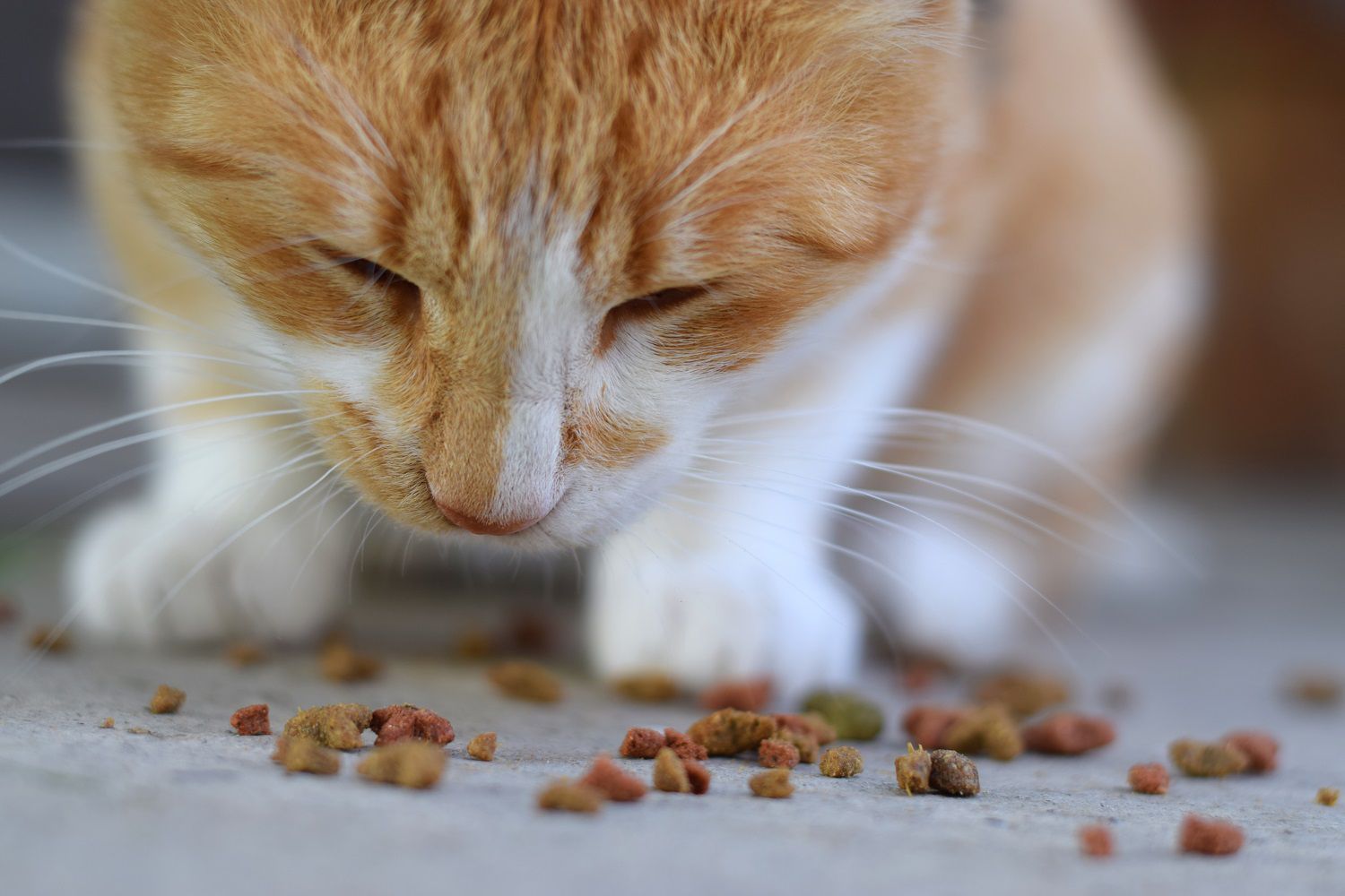 Cat eating food scattered on floor