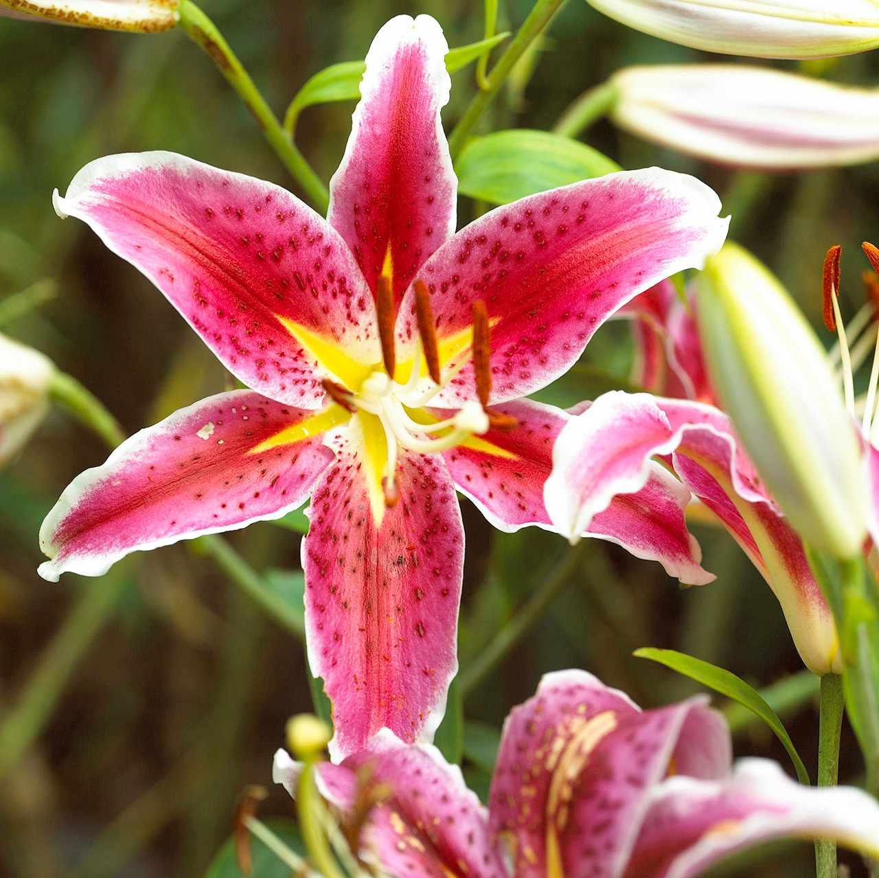 pink oriental lily stargazer flowers