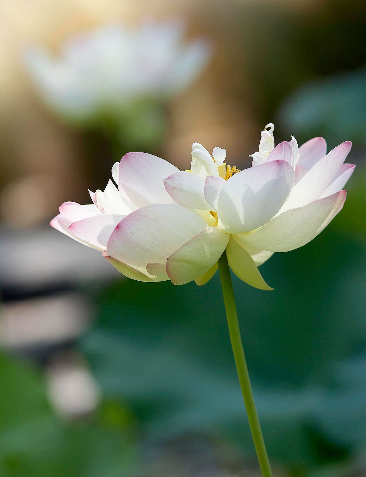 white lotus flower with high depth of field
