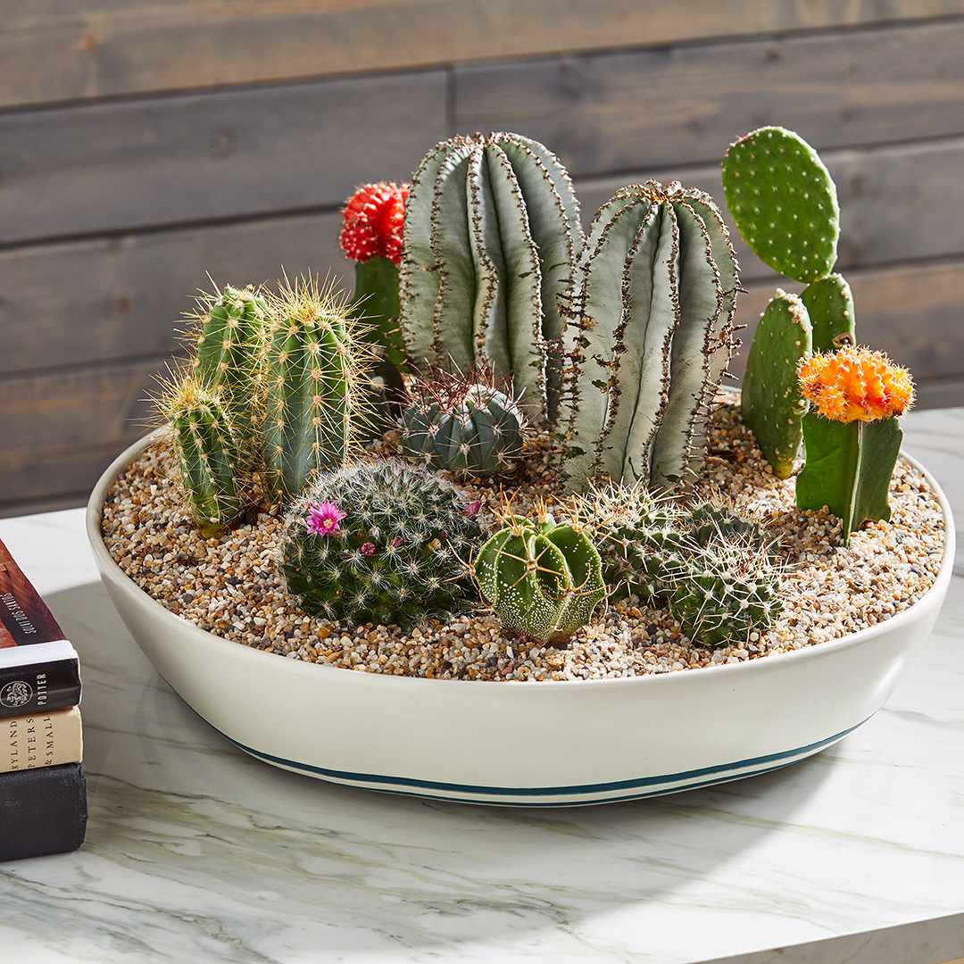 tabletop planter filled with mini cacti
