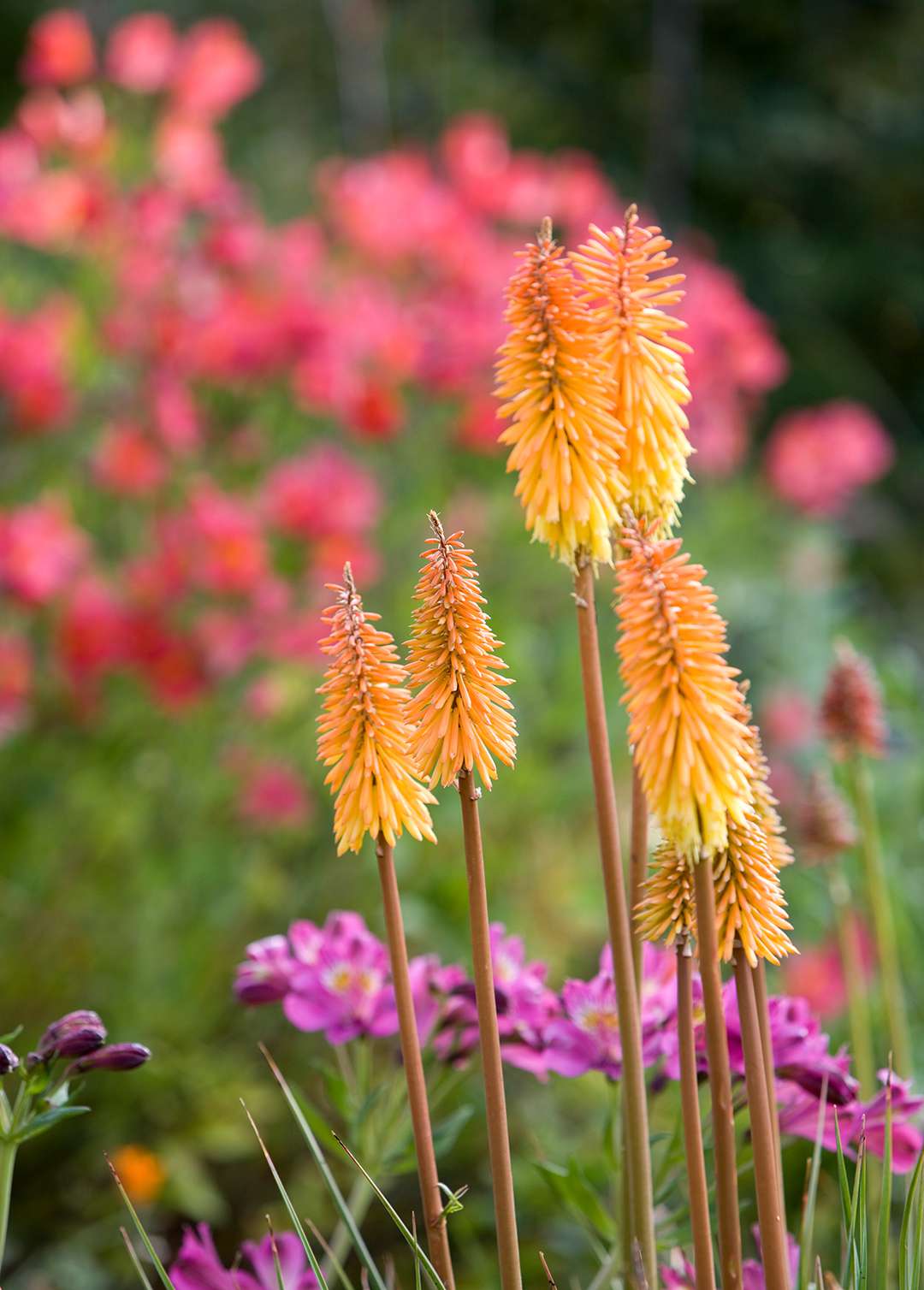 tall orange nectar flower in garden