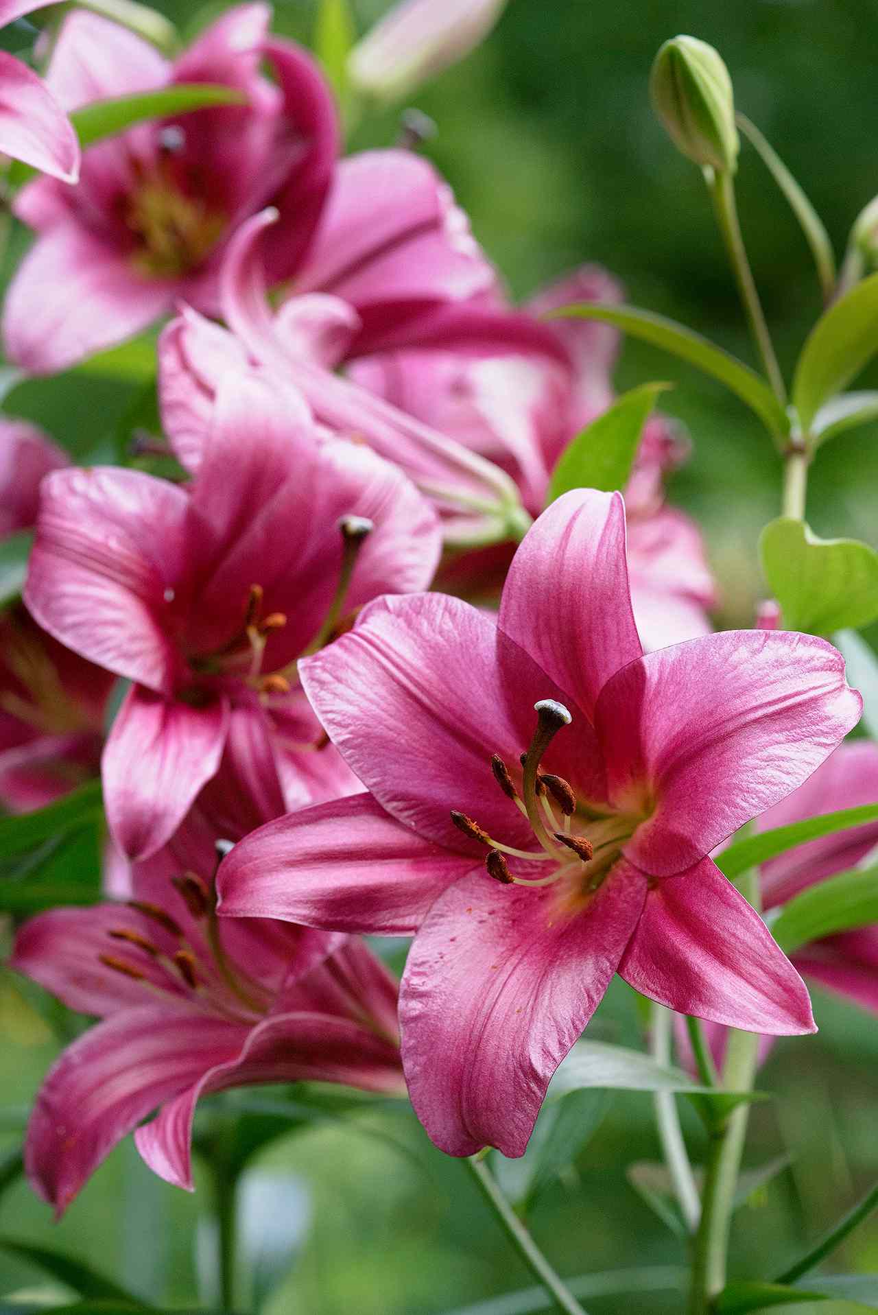 pink perfection chinese trumpet lily