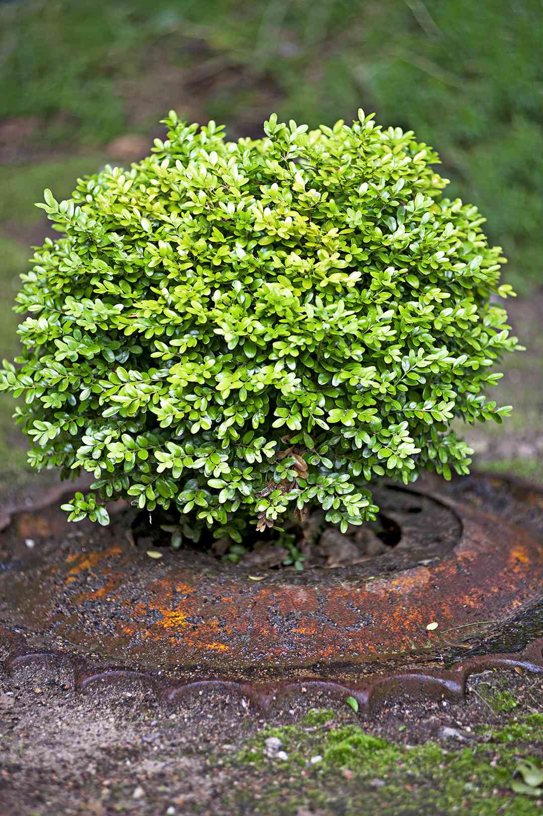 green bush growing inside iron ring