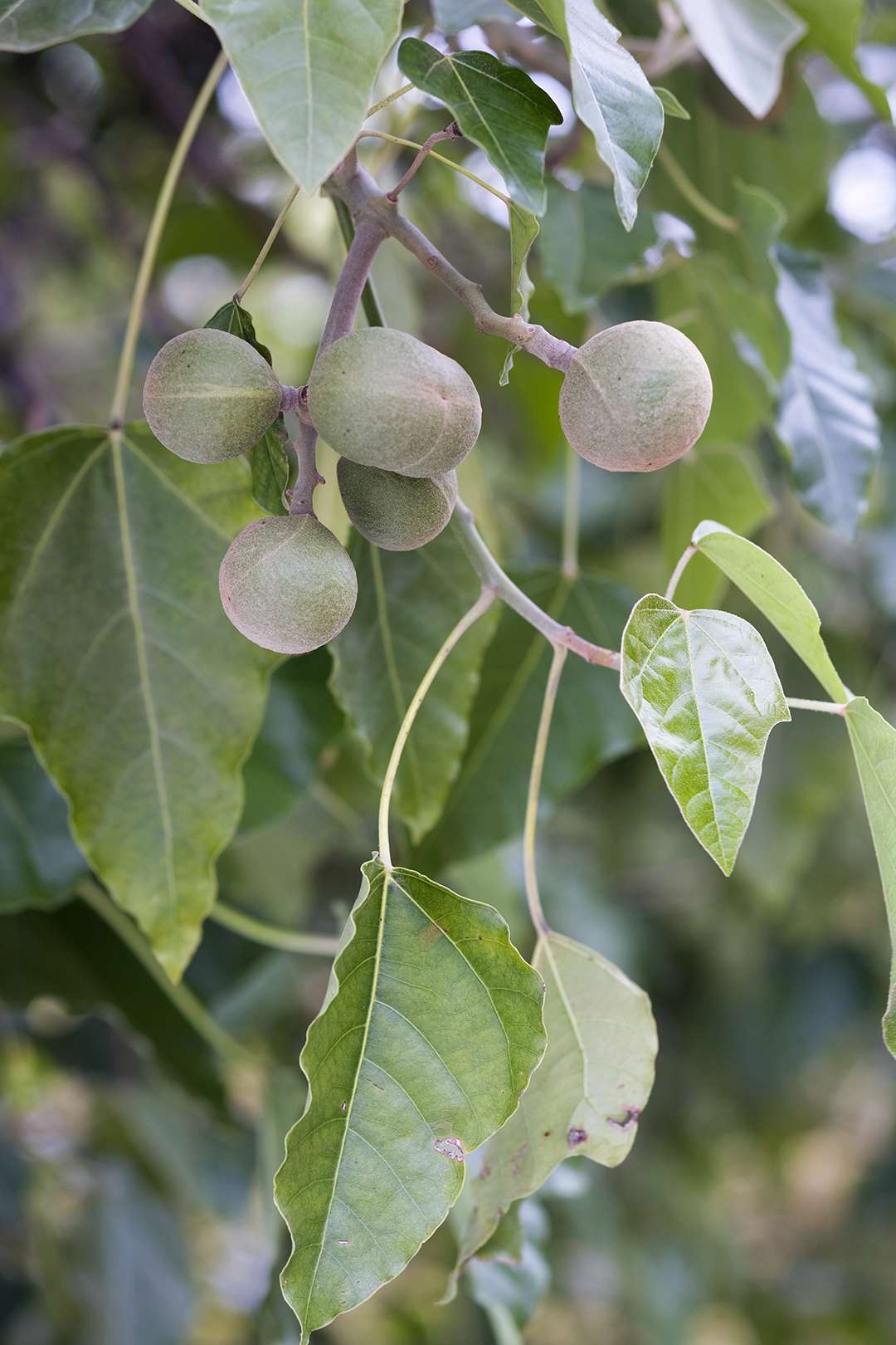 branches and fruit of the walnut tree