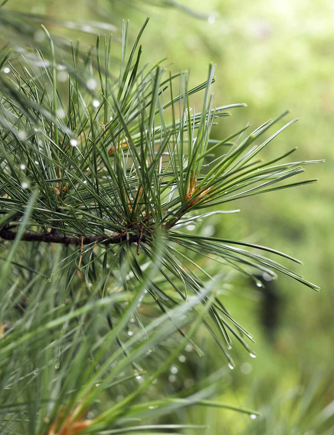 water droplets on evergreen branch
