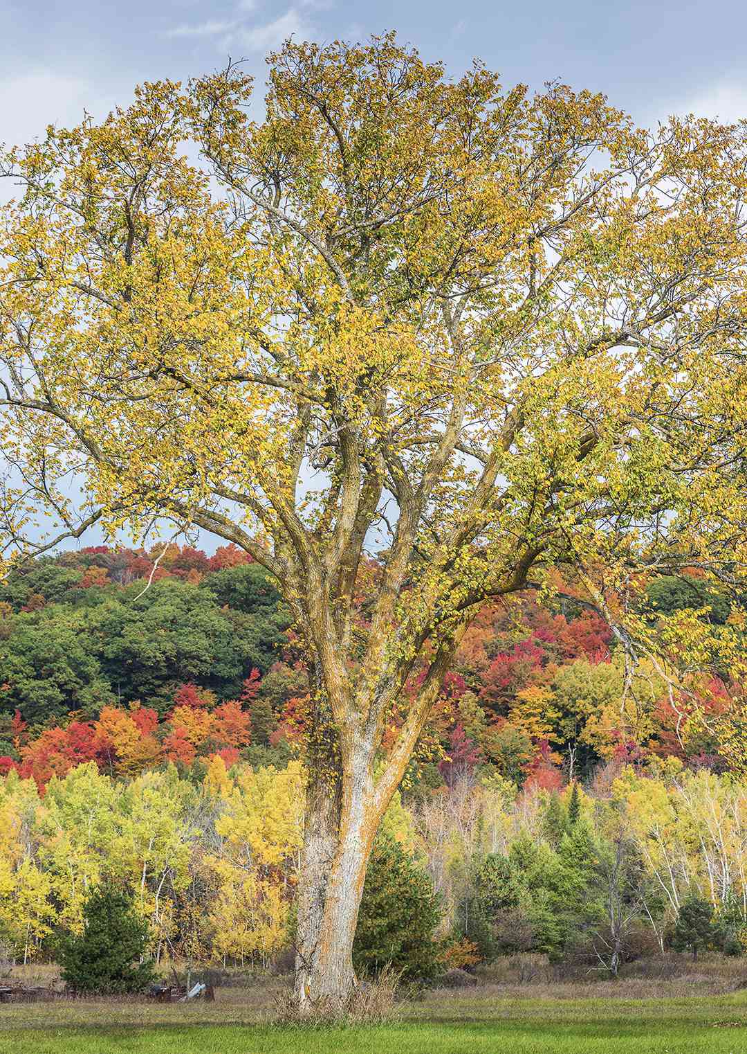 colorful fall foliage with tree