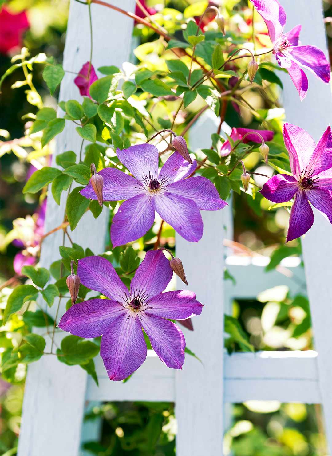 colorful urban garden purple clematis vine flowers