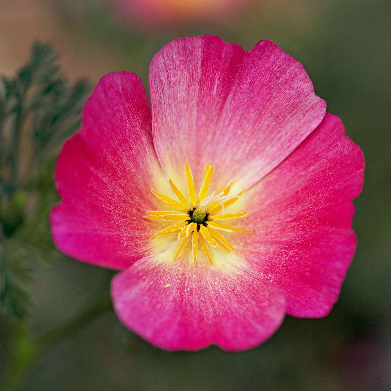 pink detail shot of california poppy eschscholzia californica carmine king