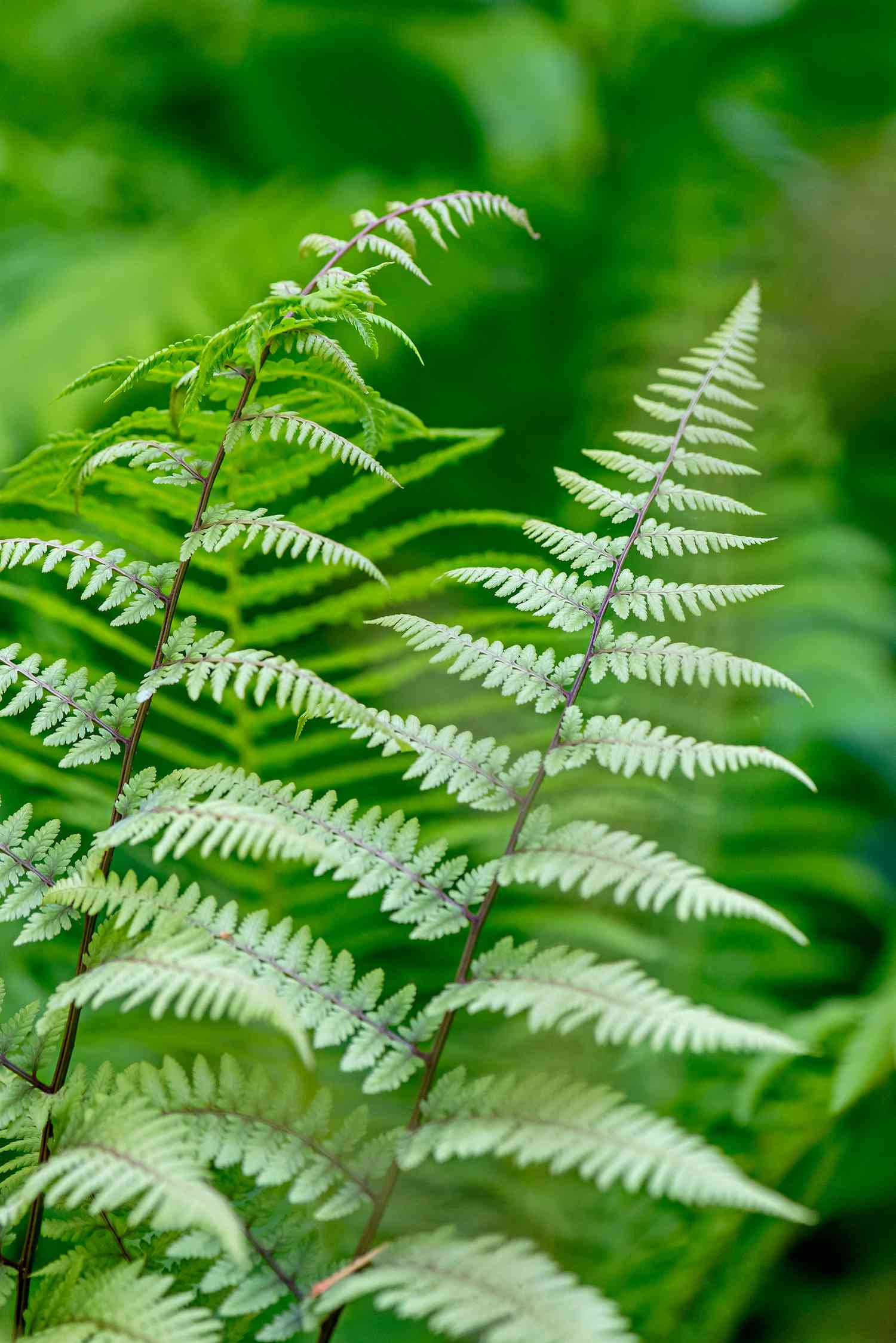 close-up of fern