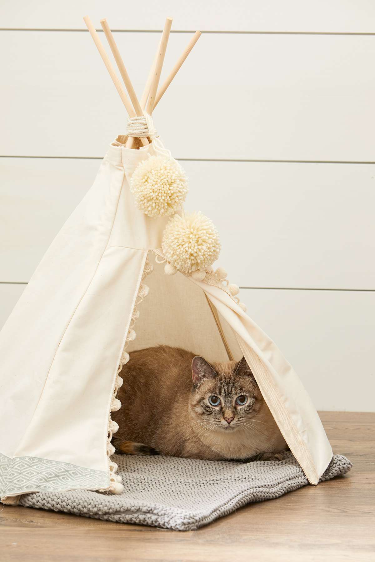 close-up cat lying in teepee looking out propped open door