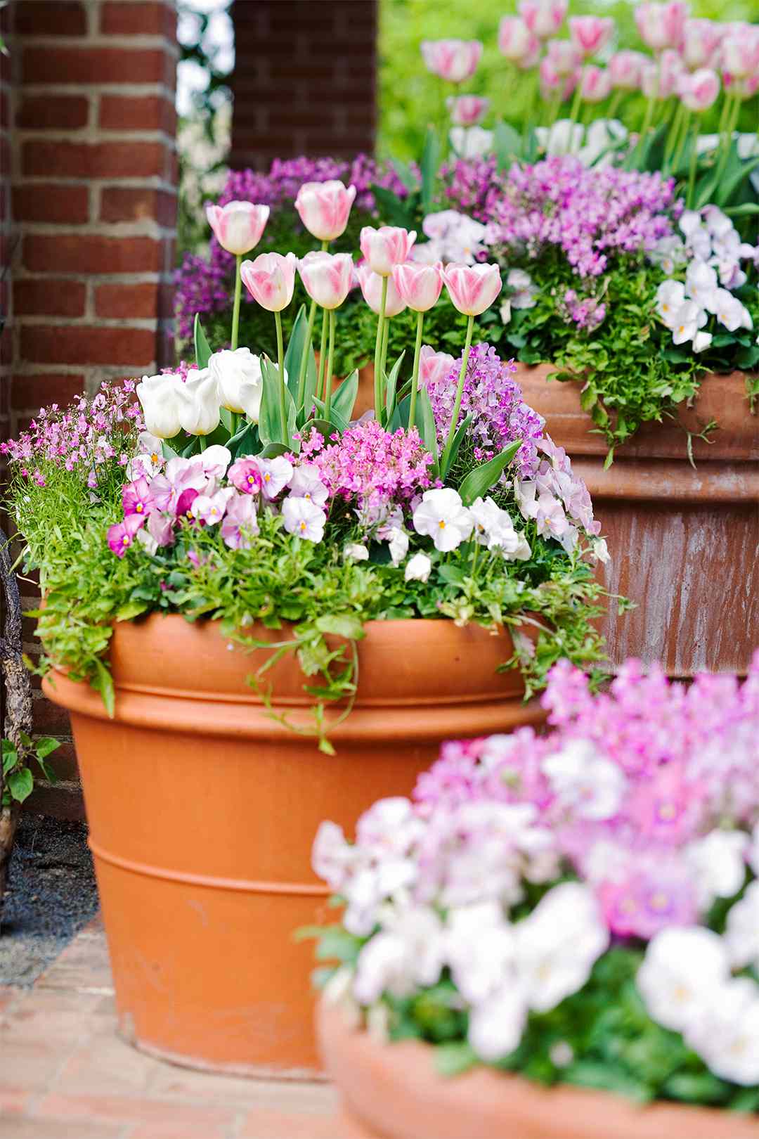 pink and purple flowers tulips in terra cotta pot