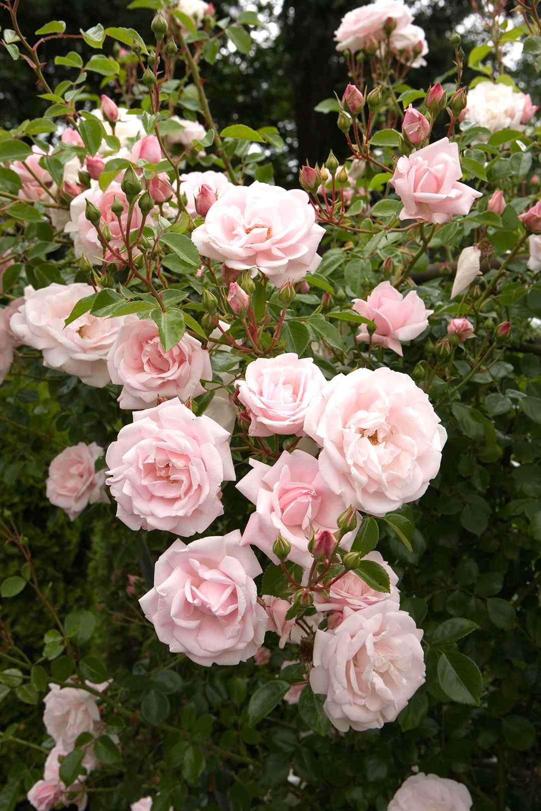 light pink new dawn rose plants