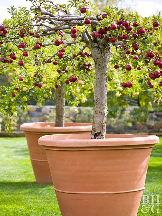 Fruit trees suitable for containers