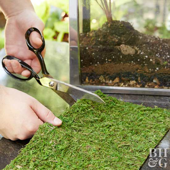 cut sheet moss for terrarium