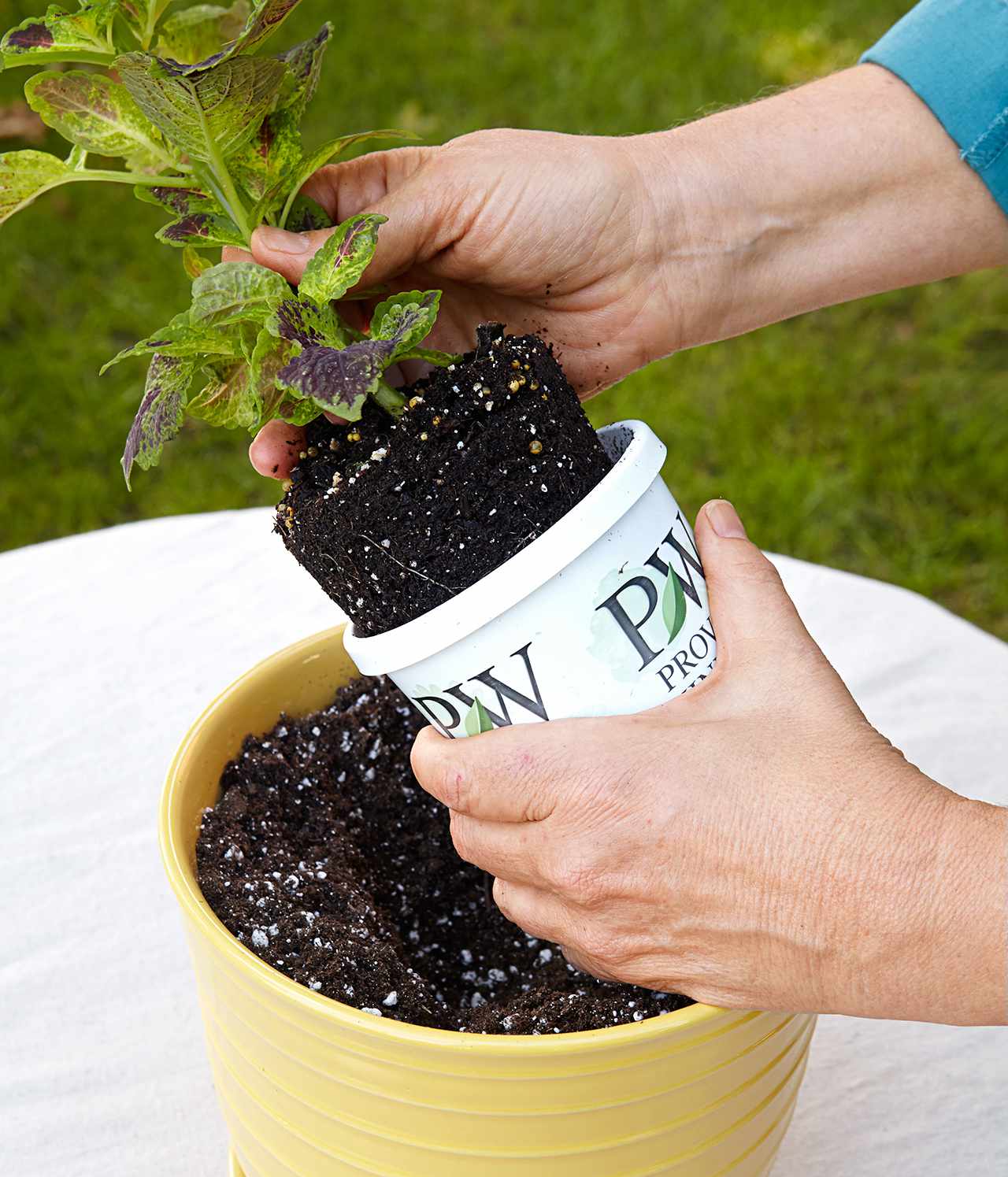 plant coleus in planter with soil