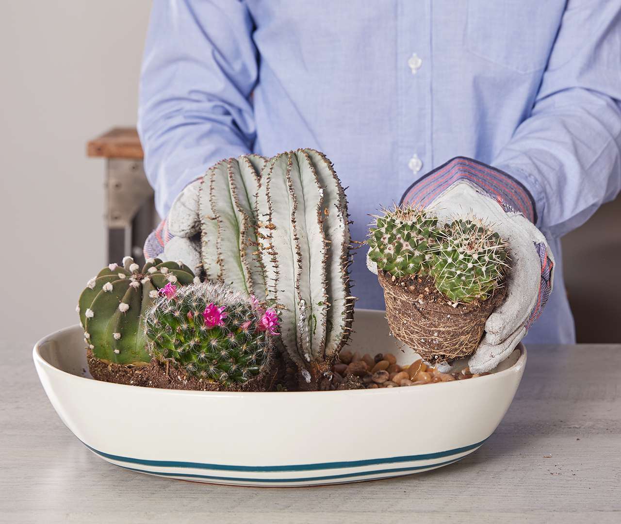 adding cactuses to planter dish