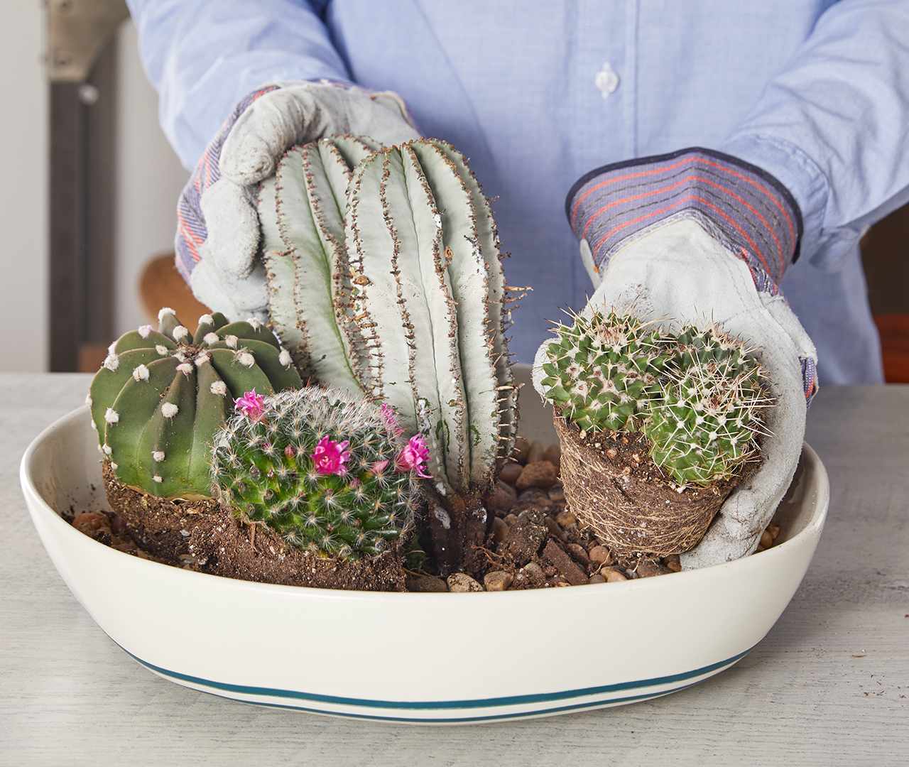 breaking up roots to get cactus on same level
