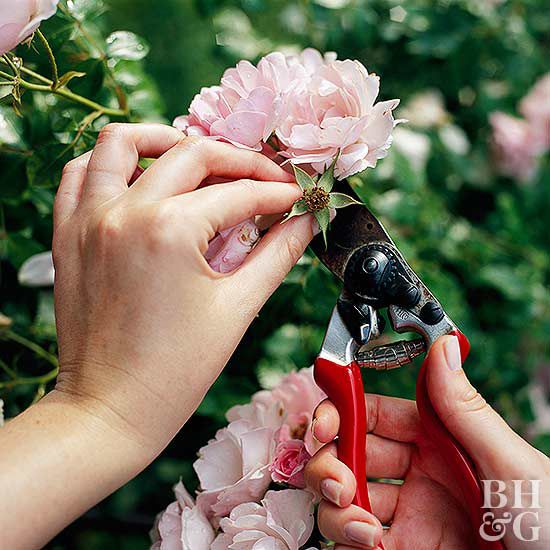 cutting roses with garden scissors
