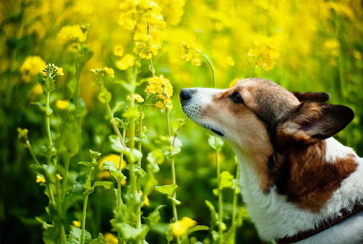 Welsh Corgi dog smelling yellow flowers