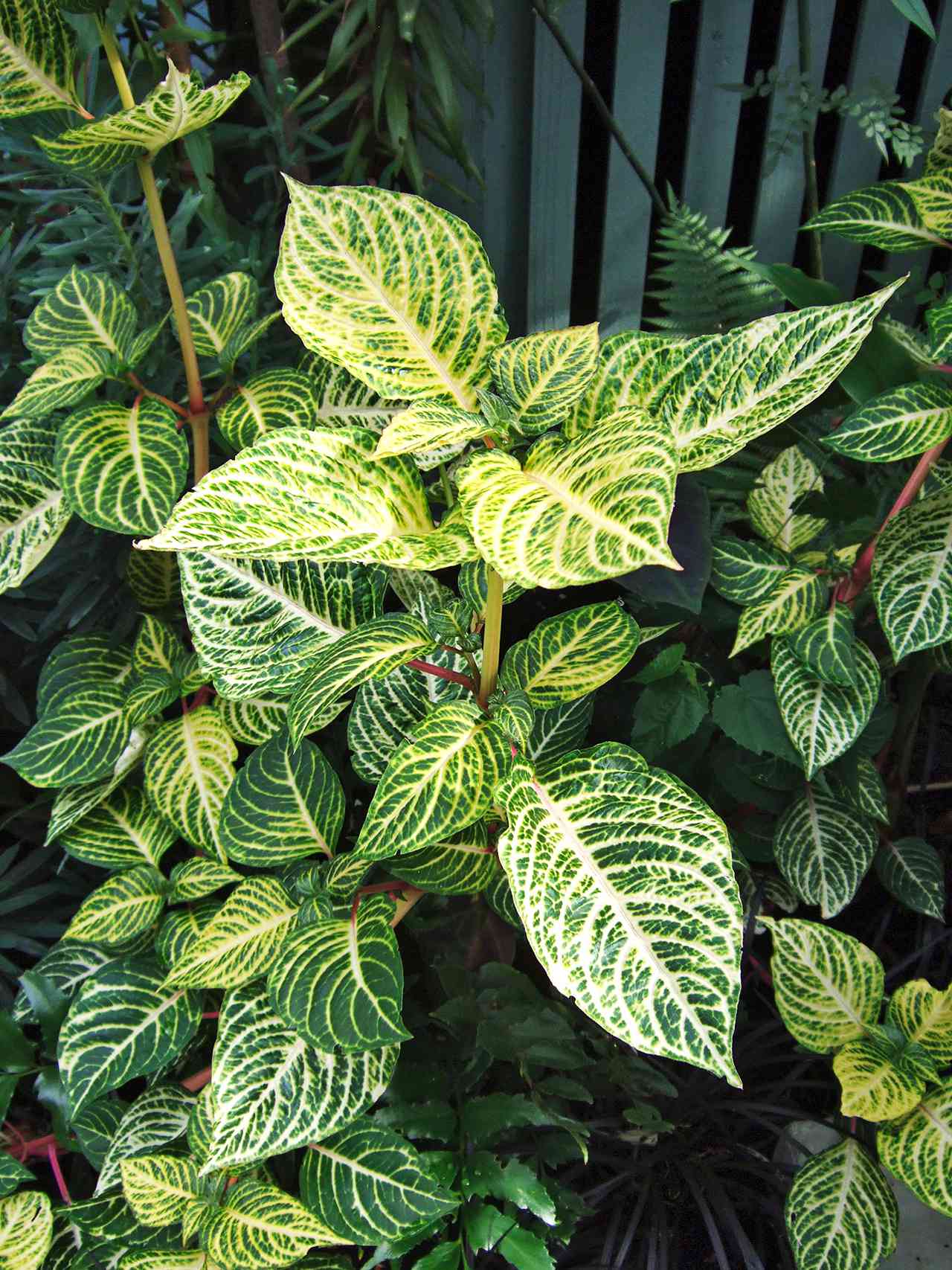 green Iresine leaves