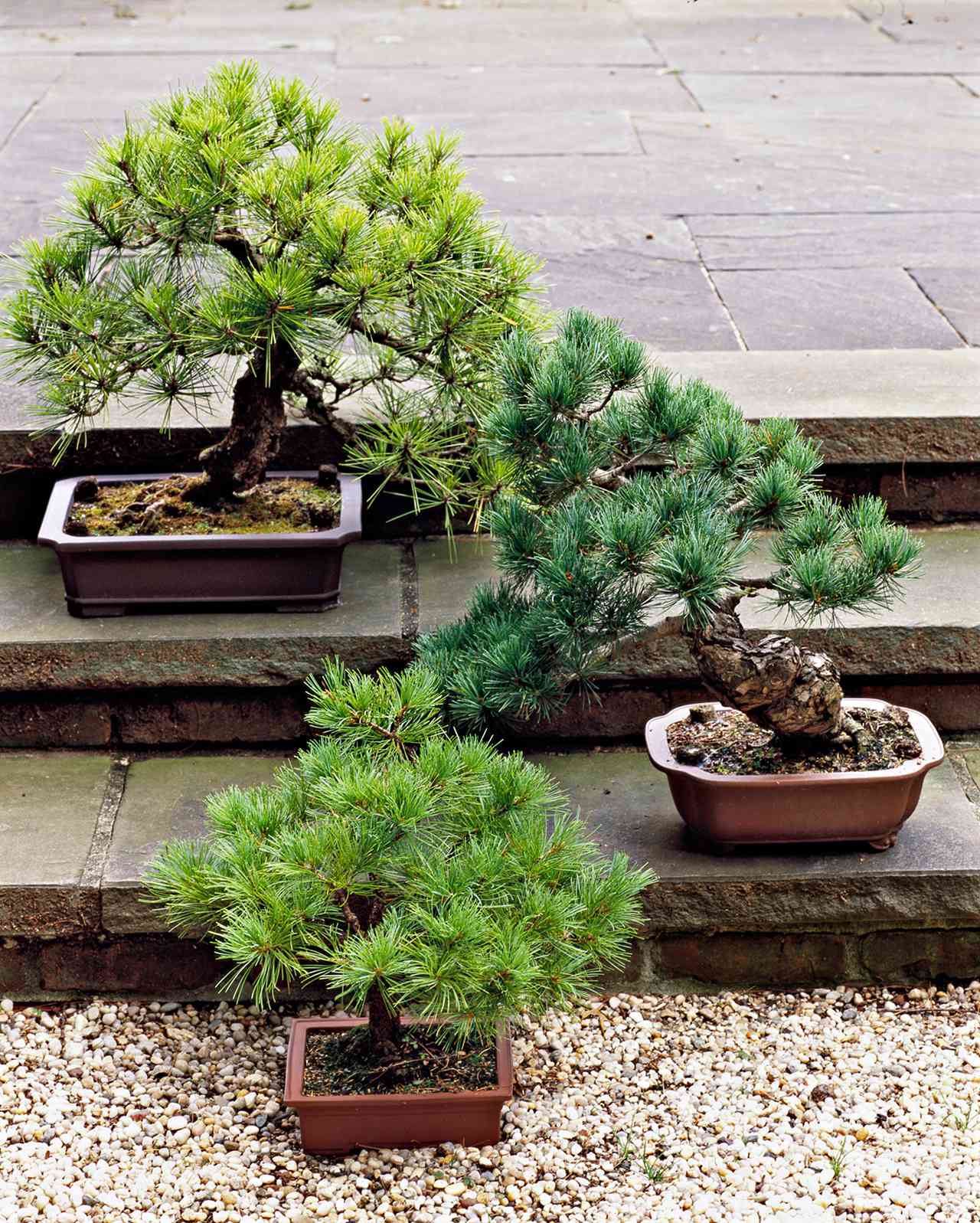conifer bonsai on steps and gravel base