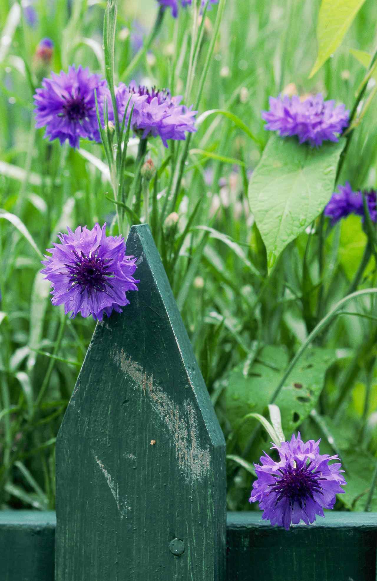 violet bachelor button flowers