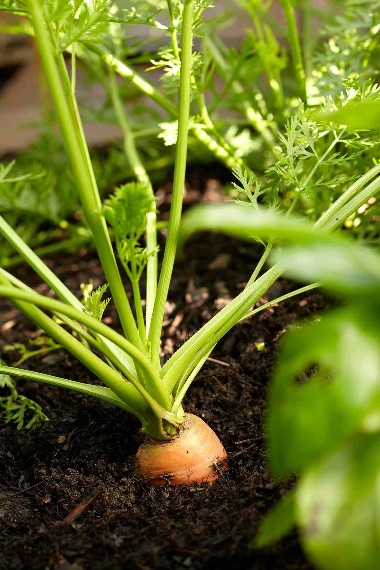 carrot plant in rich garden soil