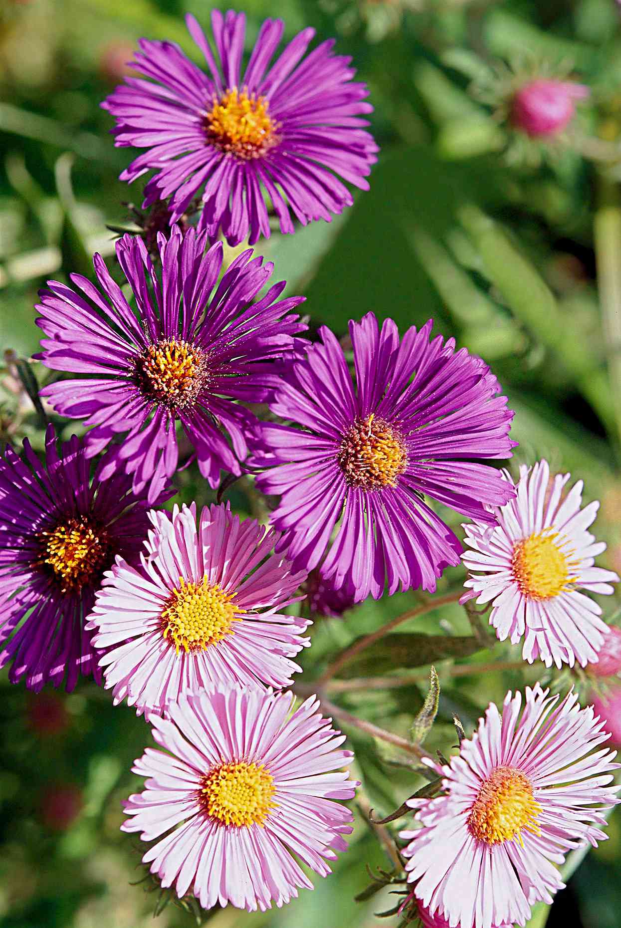 pink new england aster blooms