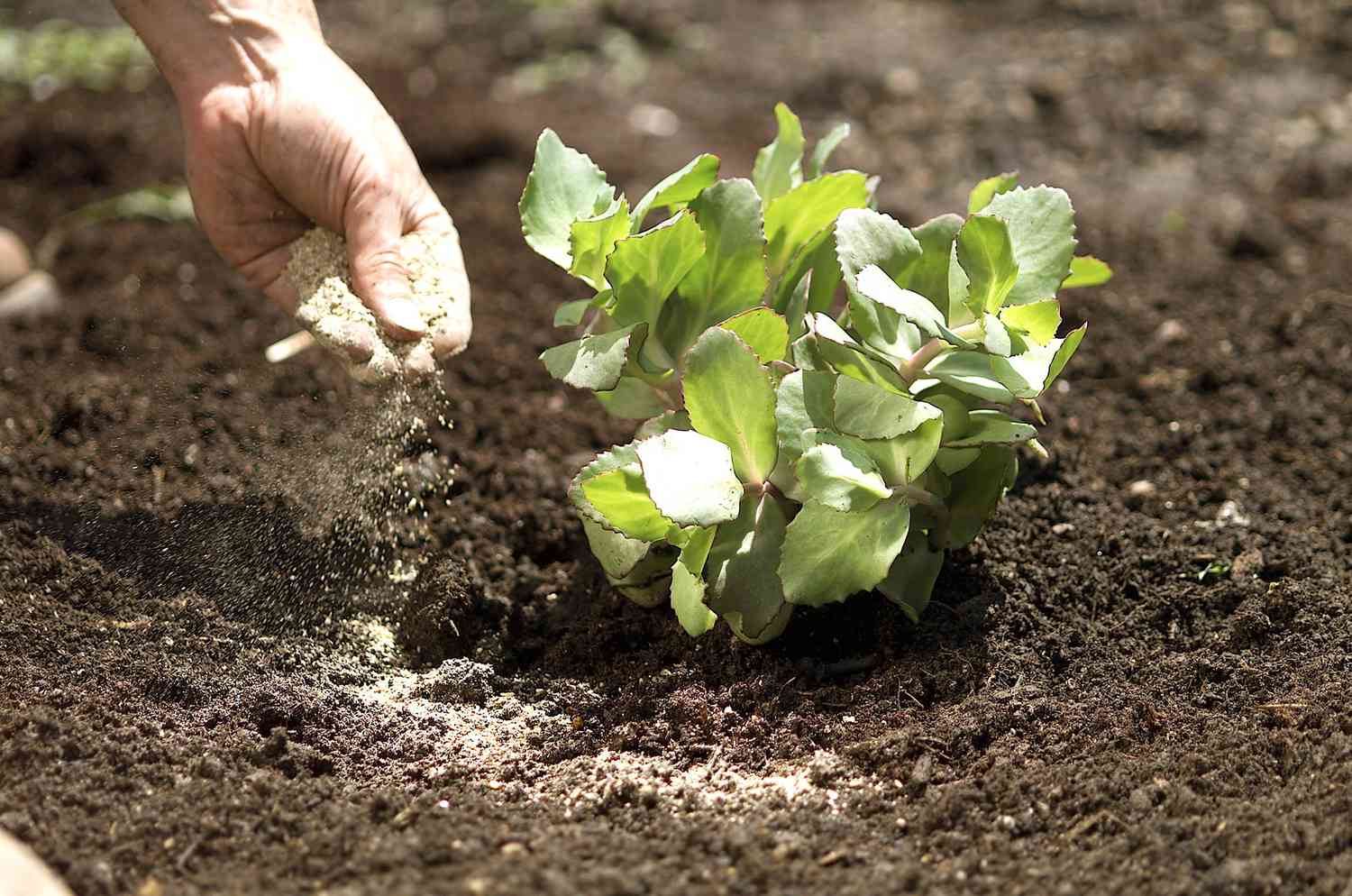 fertilizing perennial in dirt
