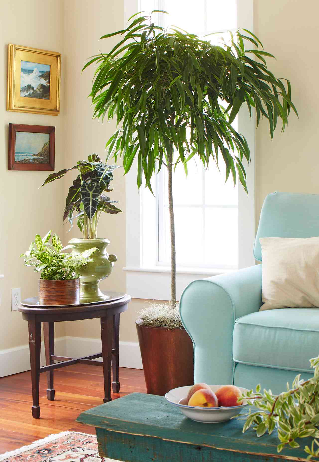Ficus Alii in living room