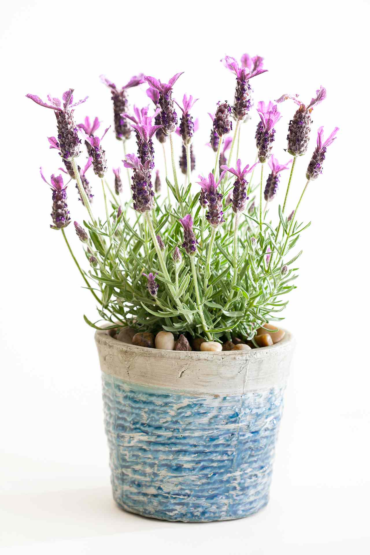 lavender in blue and gray pot