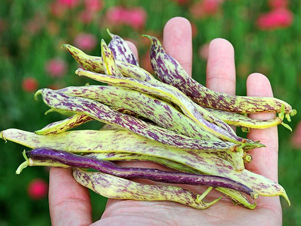 Hand holding a dozen green and purple patterned pods of Dragon's Tongue bush beans
