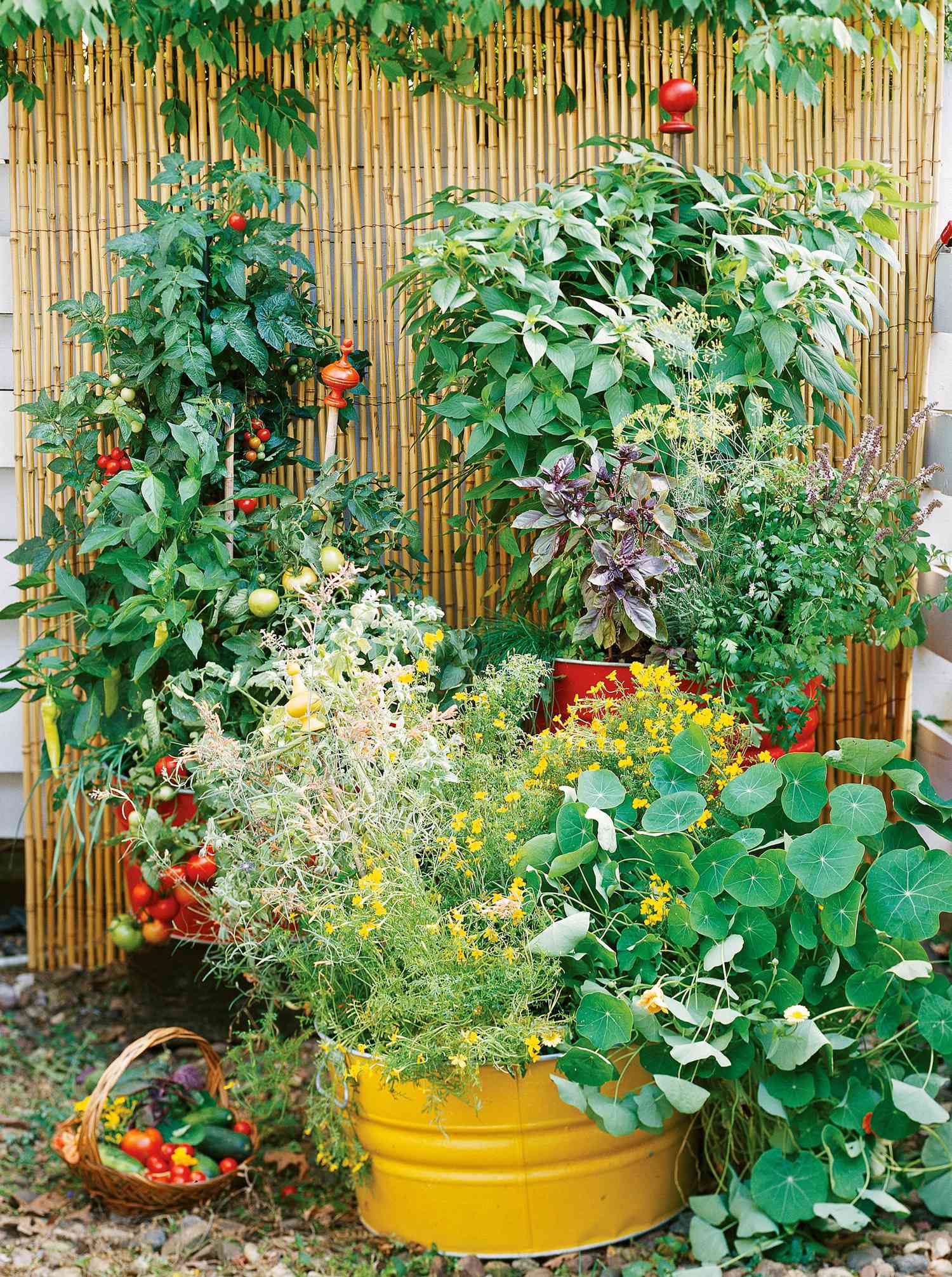 Plan a vegetable garden