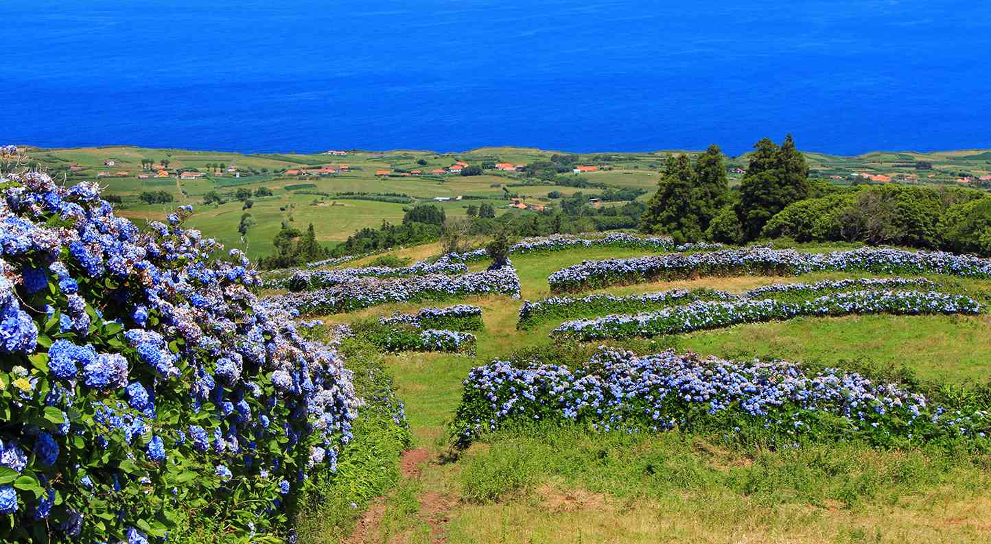 panoramic view of blue hydrangeas in field of green grass with ocean behind
